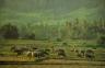 Sawah di Pdg Matsirat